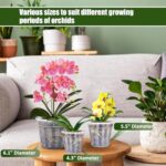 Best Orchid Pots