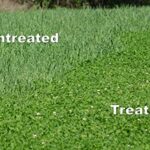 Selective Herbicide For Grass