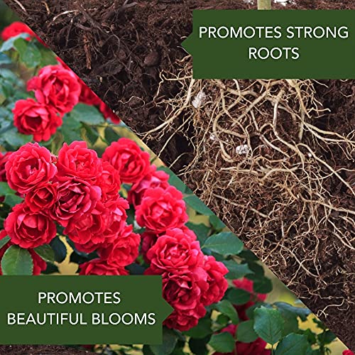 Best Fertilizer For Roses In Pots