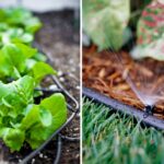 Soaker Hose Vs Drip Irrigation