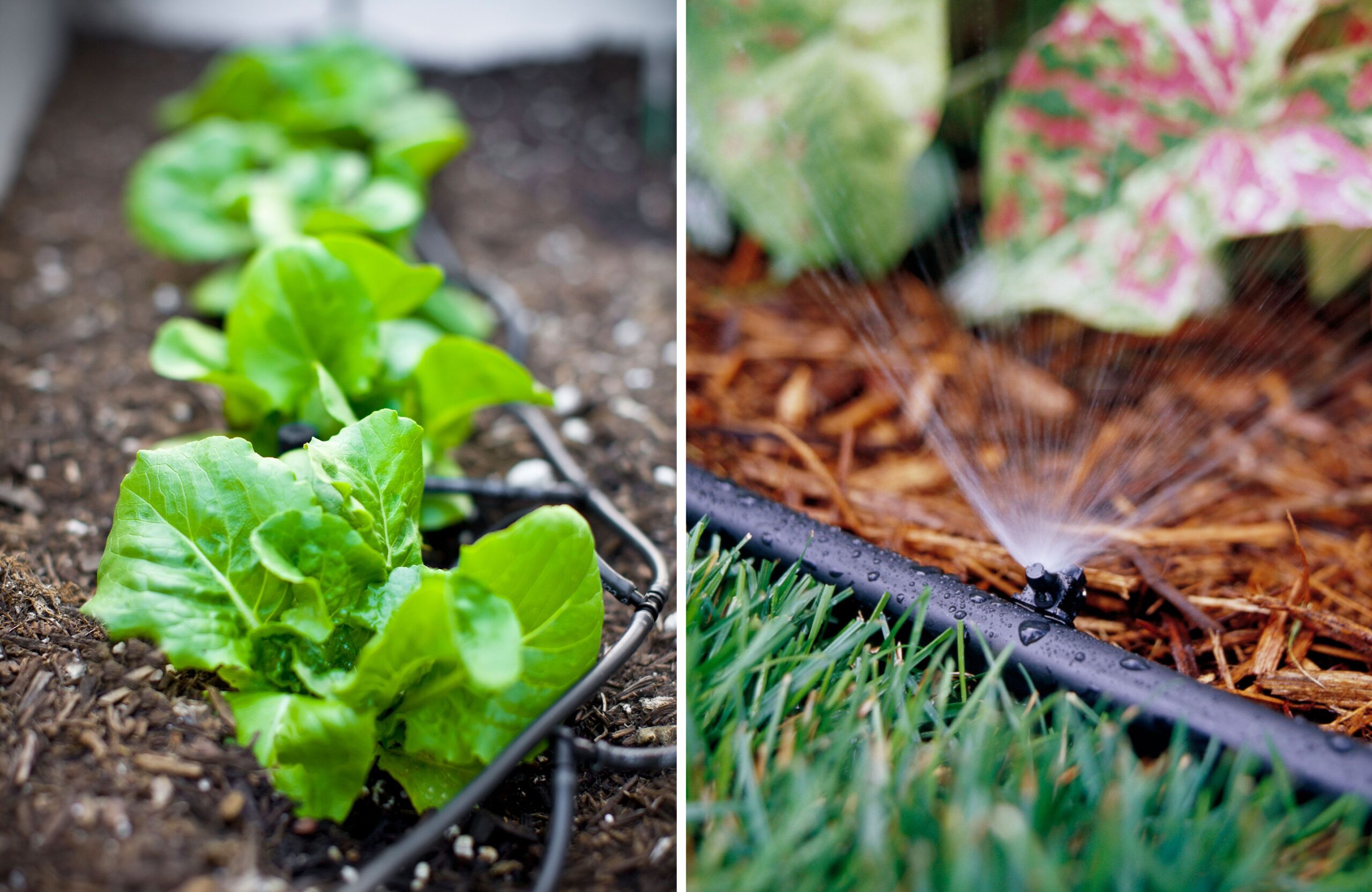 Soaker Hose Vs Drip Irrigation