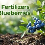 Best Fertilizers For Blueberries