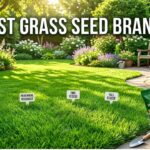 Best Grass Seed Brands