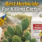 Best Herbicide For Killing Cactus