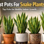 Best Pots For Snake Plants