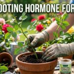 Best Rooting Hormone For Roses