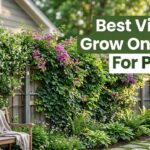 Best Vines To Grow On Fence For Privacy