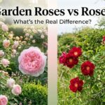 Garden Roses Vs Roses