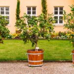 Best Fruits To Grow In Containers