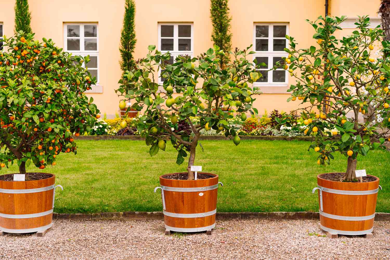 Best Fruits To Grow In Containers