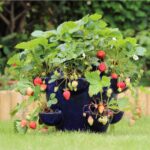 What Is The Best Container For Growing Strawberries