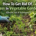 How To Get Rid Of Grass In Vegetable Garden