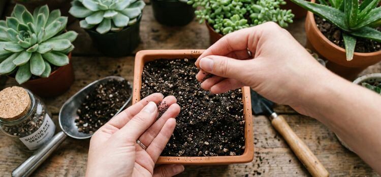 How To Grow Succulents From Seeds