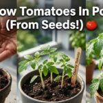 How To Grow Tomatoes From Seeds In Pots