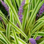Plants That Like Direct Sunlight Outdoor