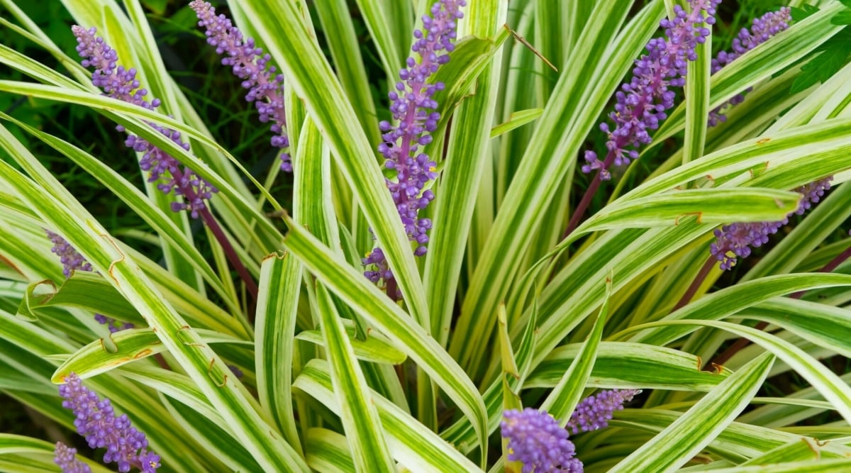 Plants That Like Direct Sunlight Outdoor