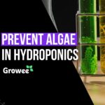How To Get Rid Of Algae In Hydroponics