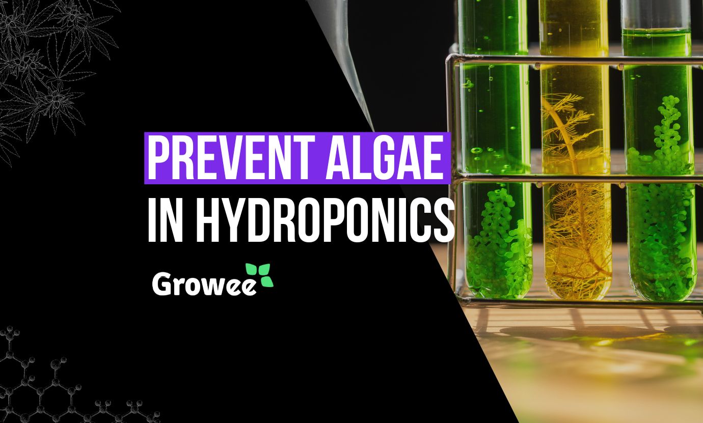 How To Get Rid Of Algae In Hydroponics