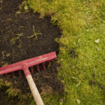 How To Get Rid Of Moss In Your Yard