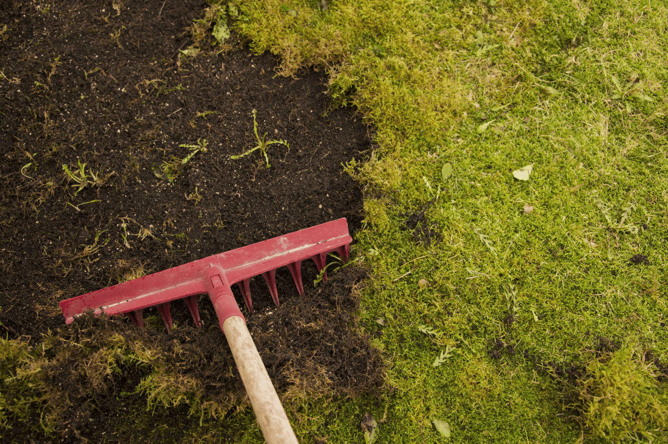 How To Get Rid Of Moss In Your Yard