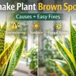 Snake Plant Brown Spots