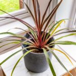 Tropical Plant Care Indoors