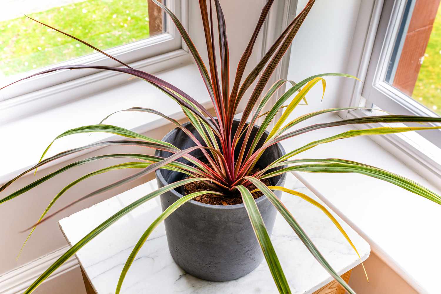 Tropical Plant Care Indoors