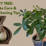 How To Grow A Money Tree