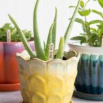 Medicinal Herbs To Grow Indoors