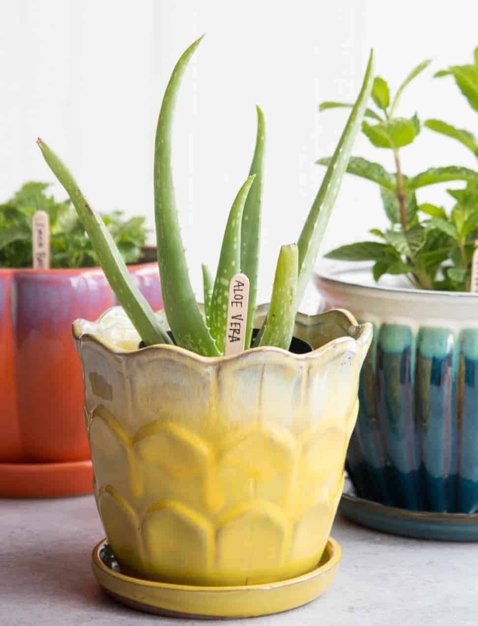 Medicinal Herbs To Grow Indoors