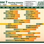 When To Plant Potatoes In Zone 7