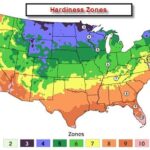 When To Plant Strawberries In Zone 7