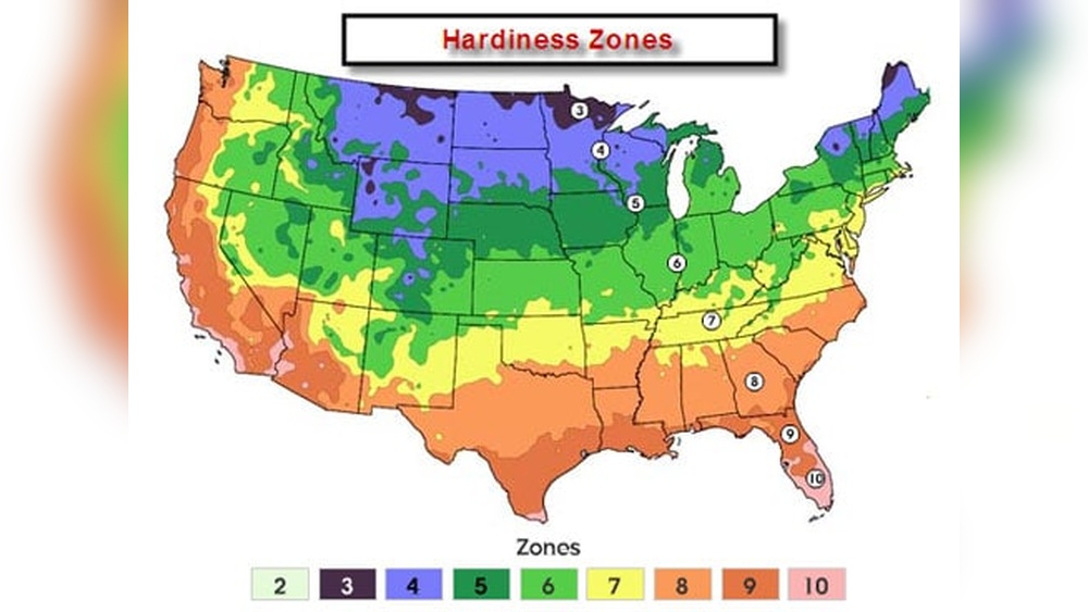 When To Plant Strawberries In Zone 7