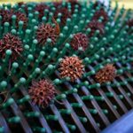 Best Lawn Sweeper For Sweet Gum Balls