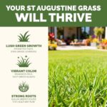 Best Lawn Mower For St Augustine Grass