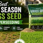 Best Cool Season Grass Seed For Overseeding