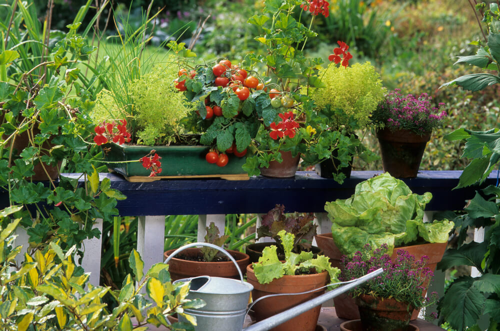 Balcony Vegetable Garden Ideas