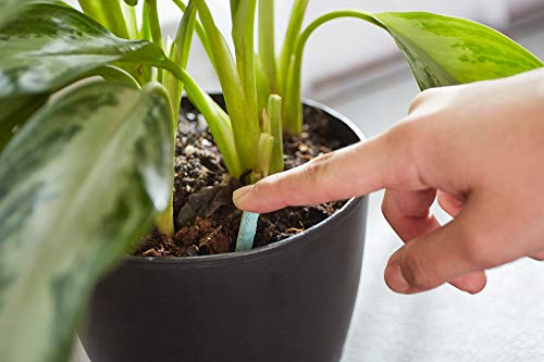 Miracle-Gro Indoor Plant Food Spikes Review