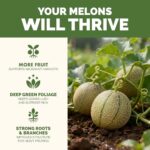 Best Fertilizer For Cantaloupe