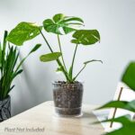 Best Pot For Hoya Plant