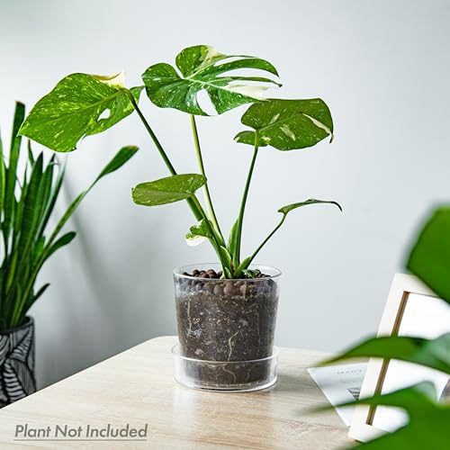 Best Pot For Hoya Plant