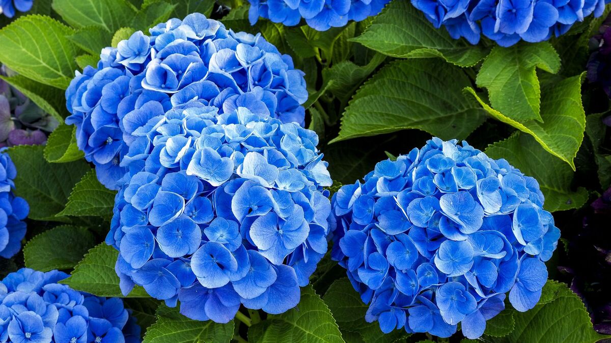 How To Turn Hydrangeas Blue Quickly