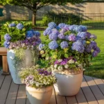 How To Grow Hydrangeas In Pots