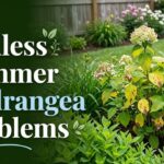 Endless Summer Hydrangea