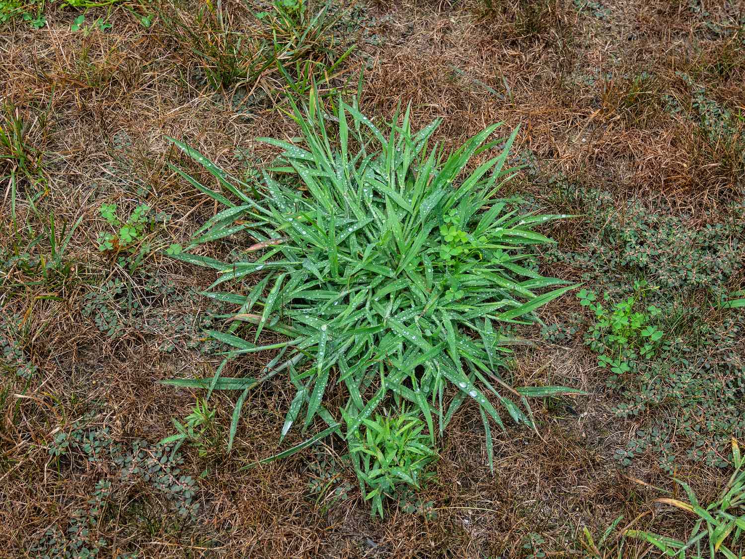 How To Stop Crabgrass From Growing