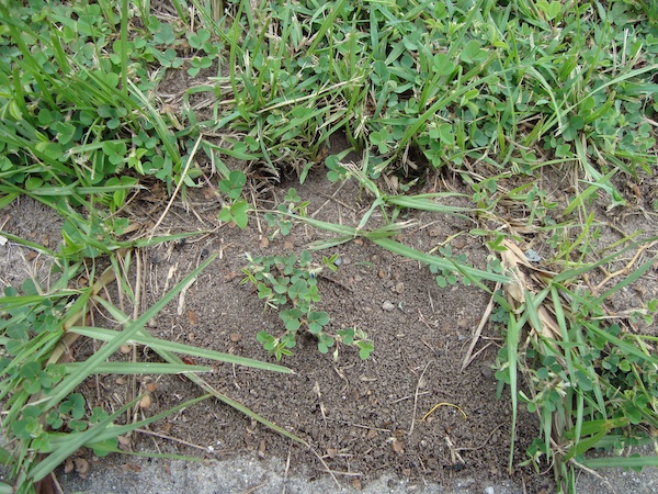 How To Get Rid Of Ants In Lawn