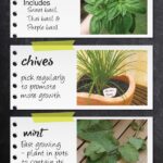 Herbs To Plant In Spring