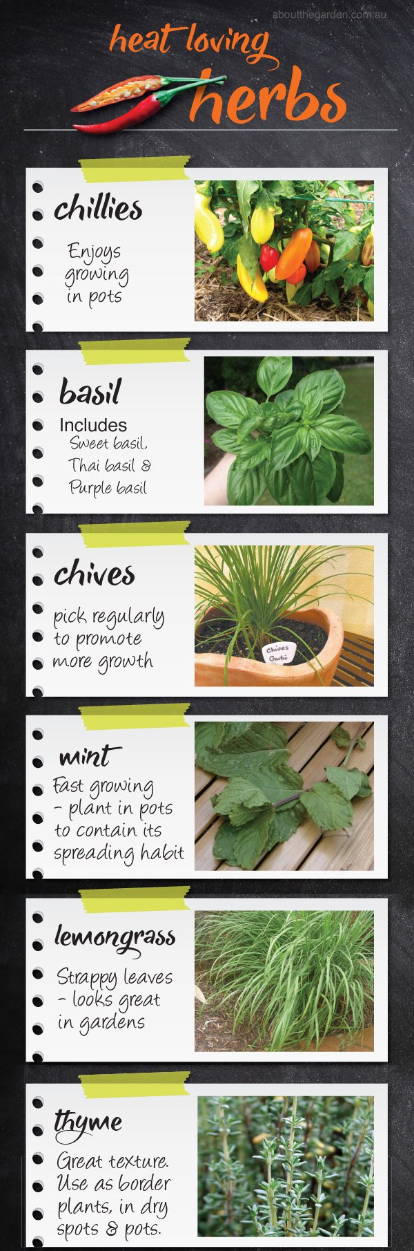 Herbs To Plant In Spring