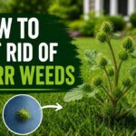 How To Get Rid Of Burr Weeds