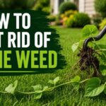 How To Get Rid Of Vine Weed
